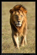  Baba Yao, Marsh Pride lion, Masai Mara Reserve, Kenya � J. Zinn